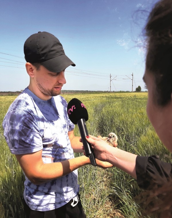 Búdky na elektrických stožiaroch sú plné života