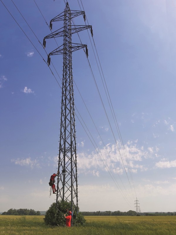 Búdky na elektrických stožiaroch sú plné života